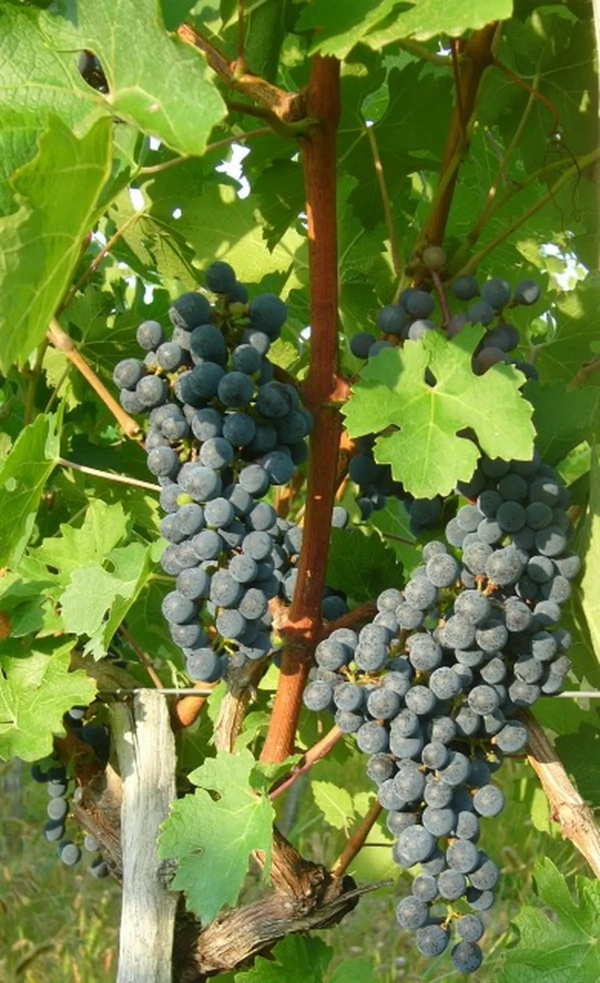 Portes Ouvertes à la Cave de Branceilles