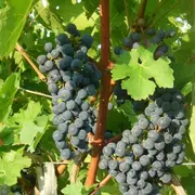 Portes Ouvertes à la Cave de Branceilles