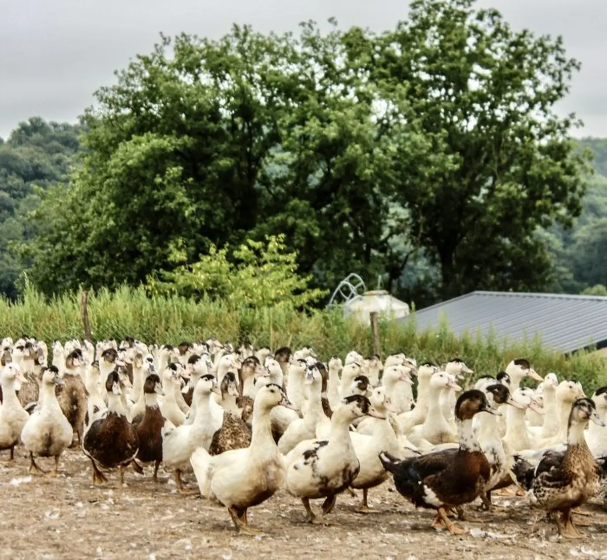 Portes ouvertes à la découverte des producteurs de Foie gras à Mauries