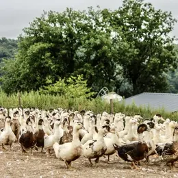 Portes ouvertes à la découverte des producteurs de Foie gras à Mauries
