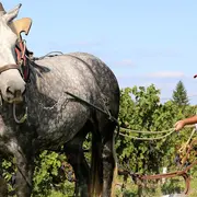 Portes ouvertes au Domaine Ménard