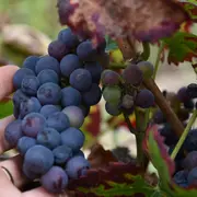 Portes ouvertes au Domaine Poupat & Fils : Printemps à la ferme