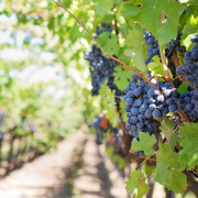 Portes ouvertes au Vignoble de la Roseraie
