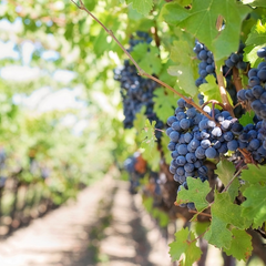 Portes ouvertes au Vignoble de la Roseraie