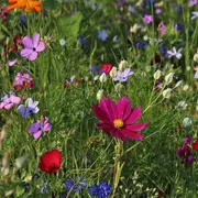 Portes ouvertes de l'Atelier de peinture végétale