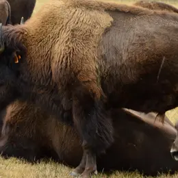 Portes ouvertes de l'élevage de bisons