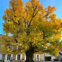 Portes ouvertes : Découverte du Ginkgo Biloba