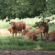 Portes ouvertes et marché à la ferme