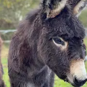 Portes ouvertes Fronsac - Canon Fronsac - la balade au pas de l'âne