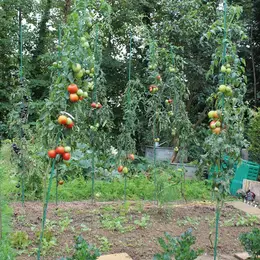 Je veux un potager bio au naturel. Oui, mais par où commencer ?