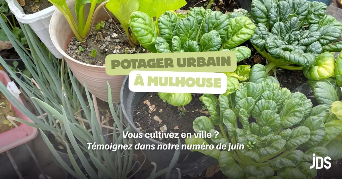 Potager urbain à Mulhouse : on cherche des jardiniers du bitume pour notre numéro de juin