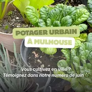 Potager urbain à Mulhouse : on cherche des jardiniers du bitume pour notre numéro de juin