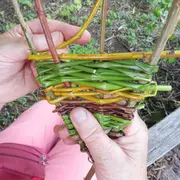 Pour les haut comme trois pommes