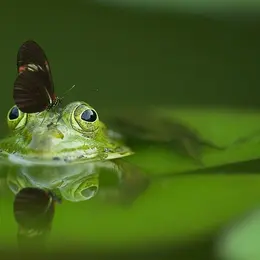 Pourquoi créer des mares ?