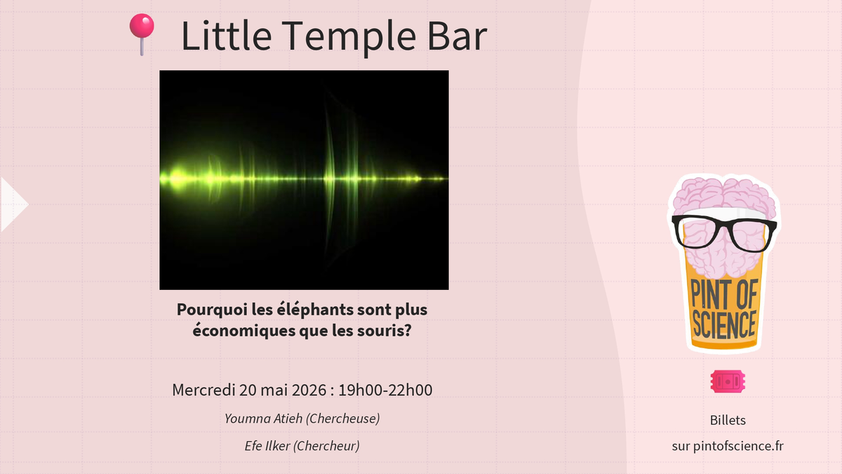 Pourquoi les éléphants sont plus économiques que les souris ? - Pint of Science 2026