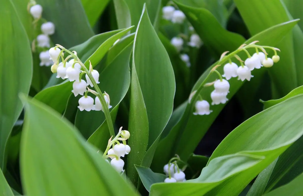 Pourquoi offre-t-on du muguet le 1er mai ?