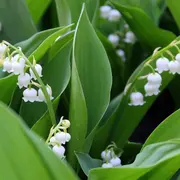 Pourquoi offre-t-on du muguet le 1er mai ?