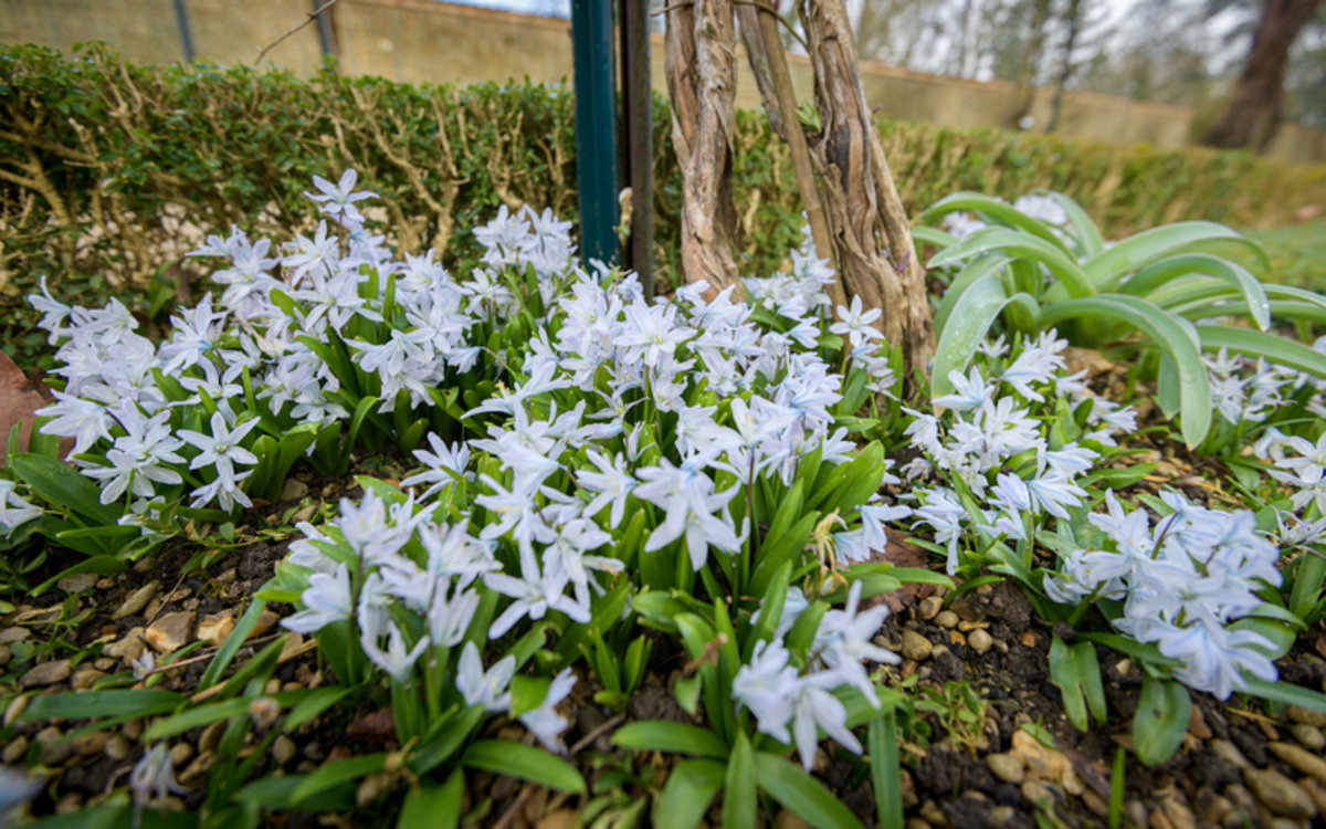 Premières fleurs de printemps