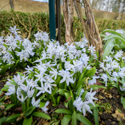 Premières fleurs de printemps