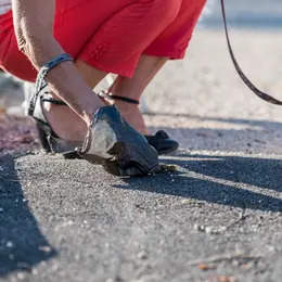 Près de Nancy, cette appli étonnante veut en finir avec les crottes de chien sur les trottoirs