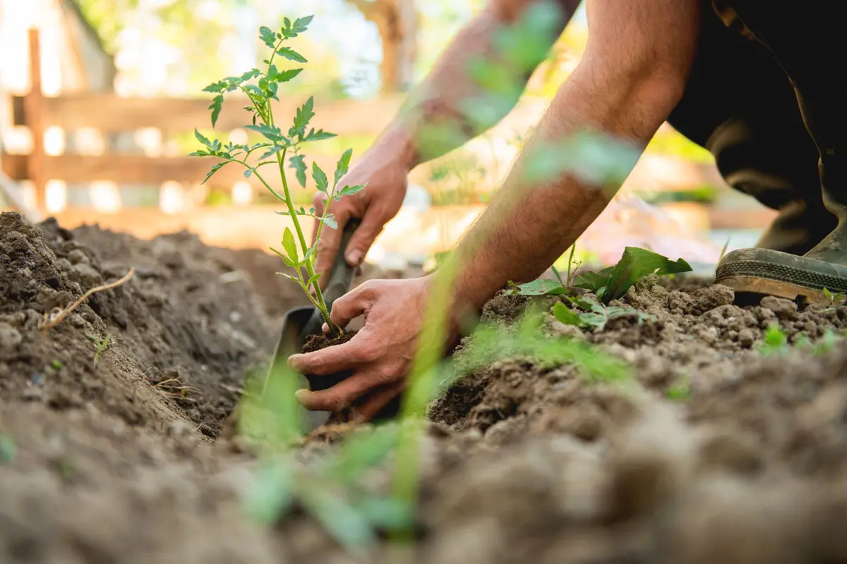 Près de Nantes, des terrains d'entreprises deviennent des potagers pour produire 1,4 tonne de légumes solidaires