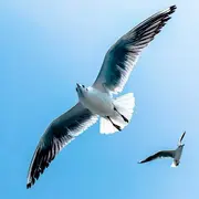 Prés Salés Ouest, découverte faune et flore