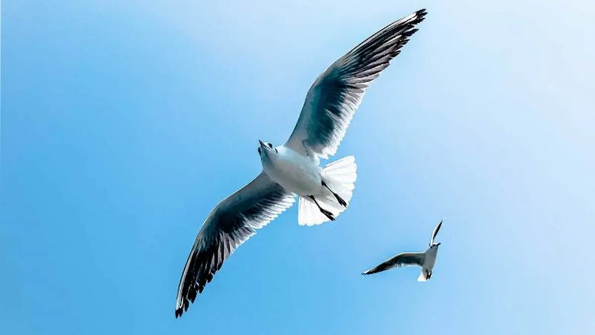 Prés Salés Ouest, découverte faune et flore