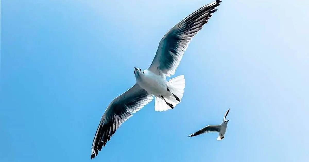 Prés Salés Ouest, découverte faune et flore