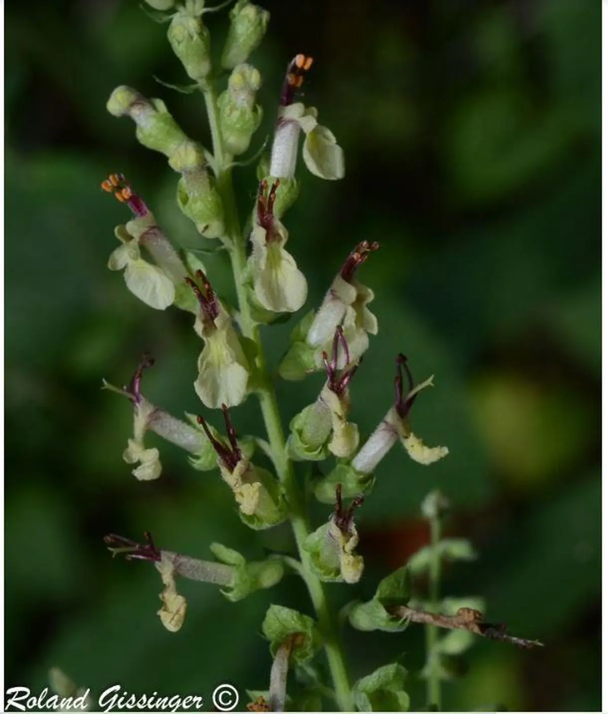 Présentation de l'écosystème forestier, des plantes sauvages avec des contes locaux