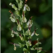 Présentation de l'écosystème forestier, des plantes sauvages avec des contes locaux