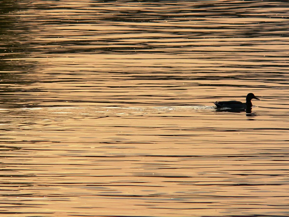 Présentation de l'exposition inédite de photos d'oiseaux De plume et d'eau