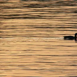 Présentation de l'exposition inédite de photos d'oiseaux De plume et d'eau