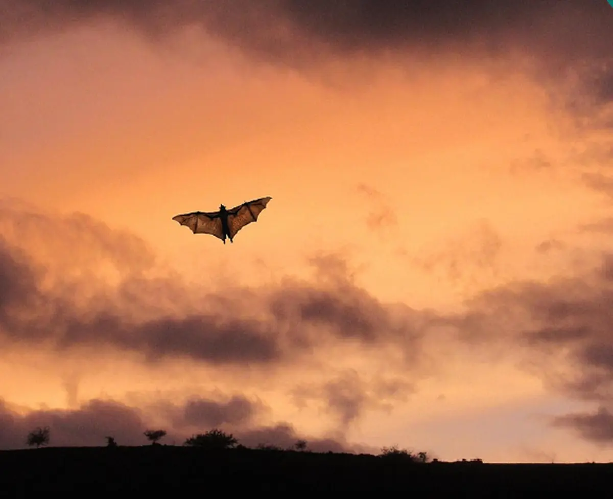 Présentation et discussion sur la faune nocturne