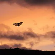 Présentation et discussion sur la faune nocturne