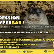 Pression hyperbar ! Phoque moine de Méditerranée, le retour ?