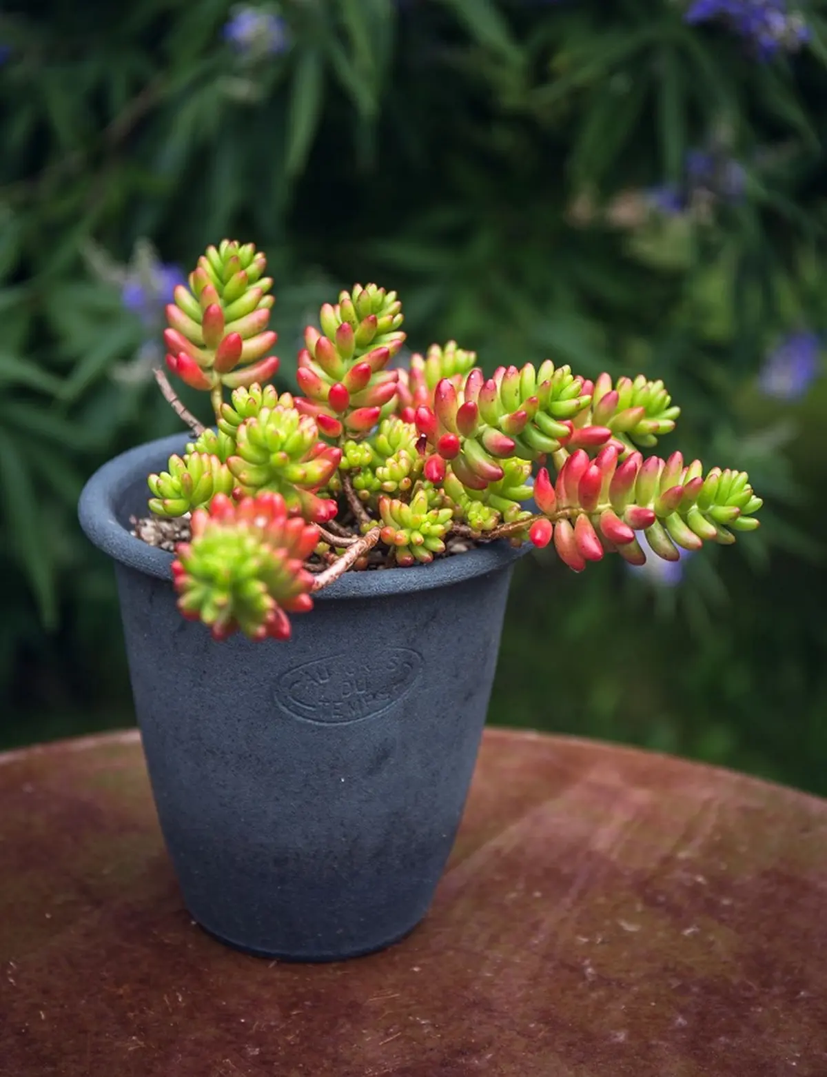 Printemps à l'atelier de la poterie  Au Grès du Temps