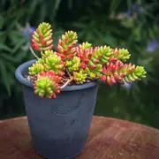 Printemps à l'atelier de la poterie Au Grès du Temps