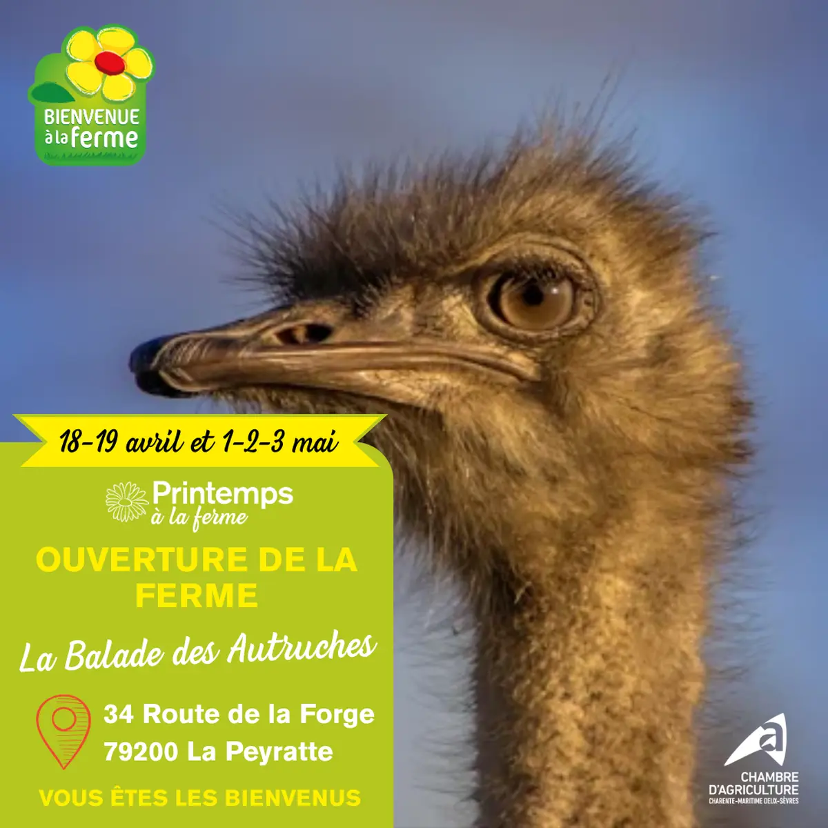 PRINTEMPS A LA FERME - La Balade des Autruches - Portes ouvertes