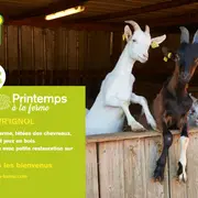 Printemps à la ferme : La Chèvr'Ignol