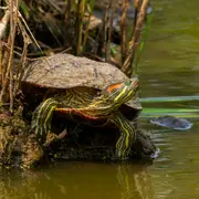 Printemps de la biodiversité - A la rencontre des cistudes et autres reptiles