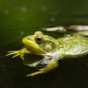 Printemps de la biodiversité - Sortie nocturne à la rencontre des amphibiens