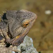 Printemps de la biodiversité - Sortie reptiles et autres lézards