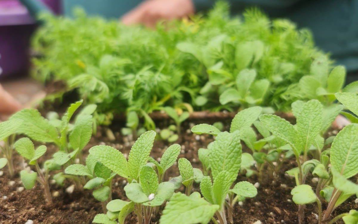 Petits plants pour repiquage