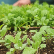 Produisez vos propres plants : en mars, la technique du repiquage