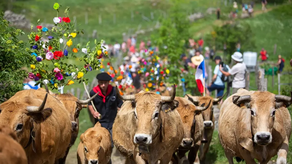 L'Aubrac en Transhumance : détail du programme 2026