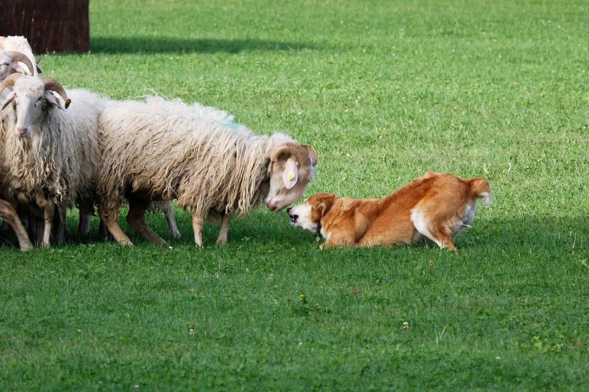 Concours de chiens, défilés, patrimoine et traditions s'entrecroisent pour quatre jours de festivités 