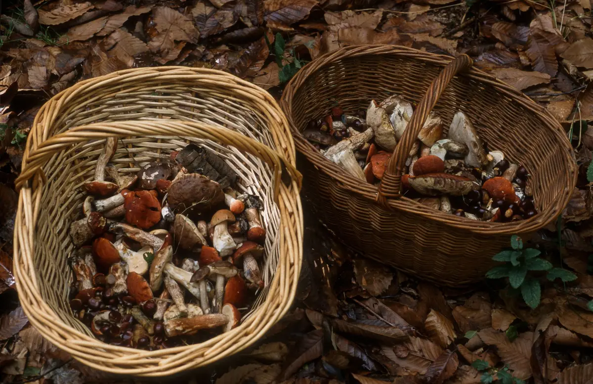 Programme de la F&ecirc;te du Champignon d'Eguisheim 2026 : expositions, march&eacute;s et sorties mycologiques