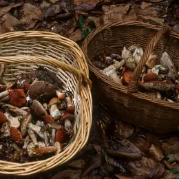 Programme de la Fête du Champignon d'Eguisheim 2026 : expositions, marchés et sorties mycologiques