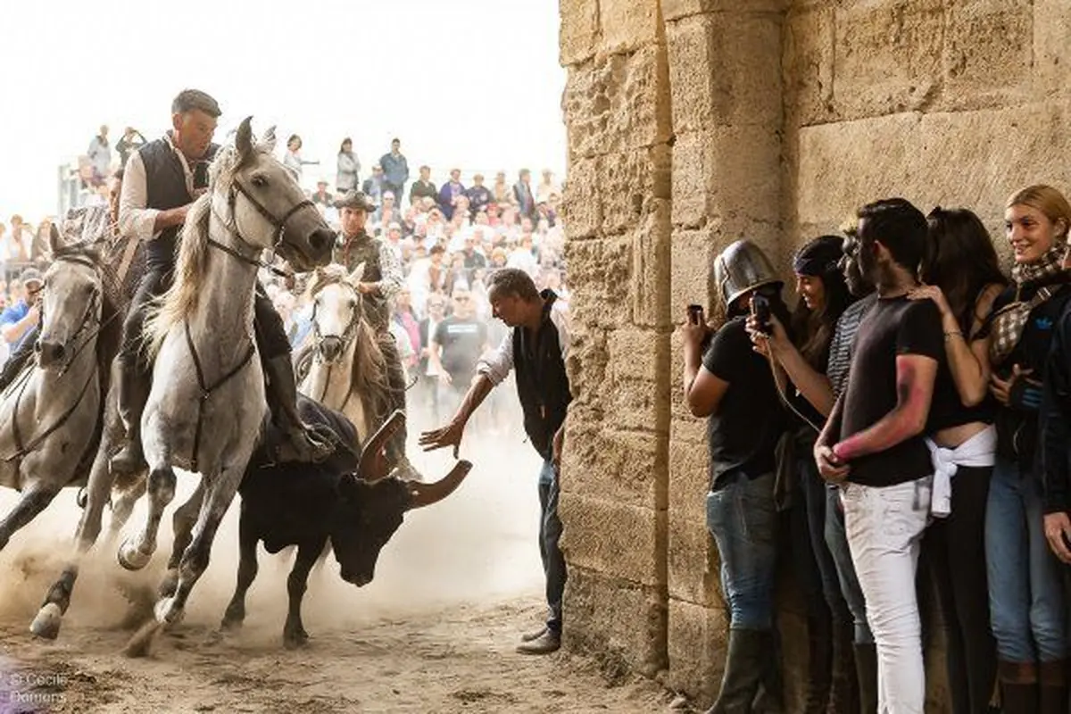 Programme de la f&ecirc;te votive d'Aigues-Mortes 2026 : deux semaines de traditions camarguaises