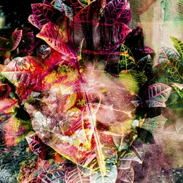 Projected Self (Soi projeté)